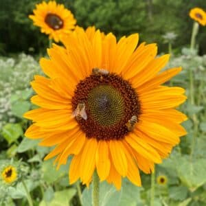Sunflower CSA