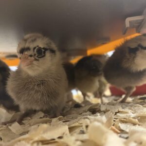 Backyard Poultry Workshop- Beginner Chickens