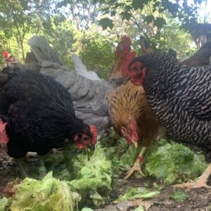 Backyard Poultry Workshops- Advanced Chickens