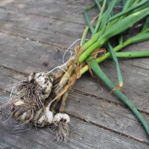 Community Garlic Harvest